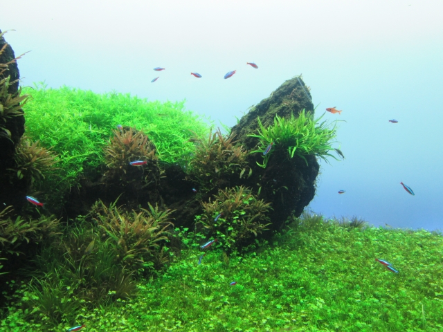 水槽にバックスクリーンを貼るメリットとは 選び方や貼り方をご紹介 アクアぴあ 水槽 のある暮らし 初心者アクアリストを応援 熱帯魚 水草の育て方から用品の情報までアクアリウムの総合情報サイト